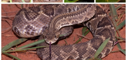 Alcoolvale começa monitoramento da fauna local