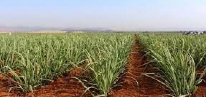 7ª Reunião do Grupo Fitotécnico IAC abordará “Censo Varietal e Intenção de Plantio – safra 2022/2023”