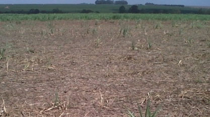 “Setor perdeu o medo do Sphenophorus levis e, com isso, retrocedeu no manejo”