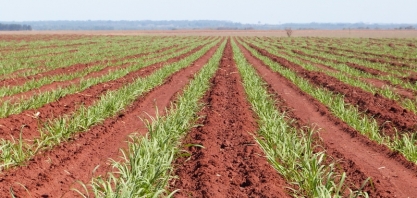  BP Bunge participa de debate sobre produtividade nos canaviais