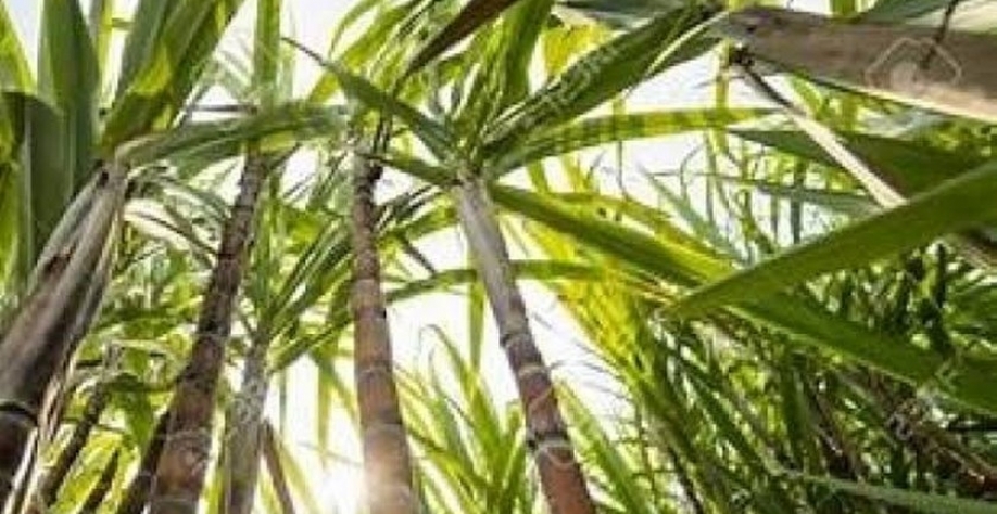 Cana de Açúcar - Foto: Reprodução