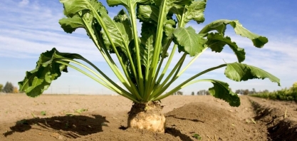 França reduz estimativas para safras de milho e beterraba sacarina