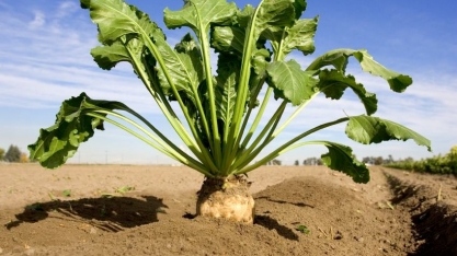 França reduz estimativas para safras de milho e beterraba sacarina