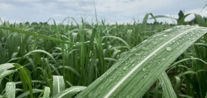 Chuvas param moagem, mas devem ter reflexo positivo na safra