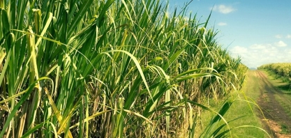 Safra 22/23 tem variação de - 14,5 em comparação ao ciclo anterior