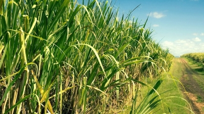 Safra 22/23 tem variação de - 14,5 em comparação ao ciclo anterior