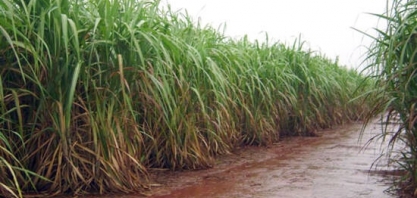 Sindaçúcar-AL: região canavieira teve índices de chuva acima da média