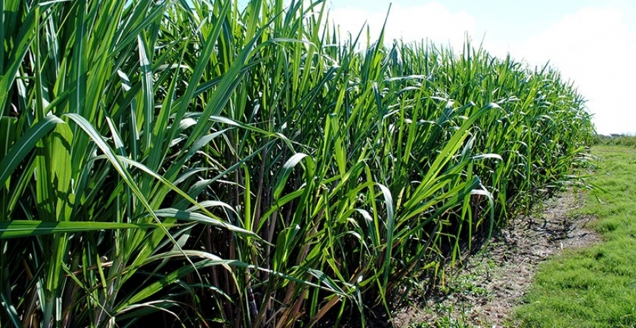 Neste cenário, o etanol manteve a linha de recuperação de preço. O metro cúbico do anidro subiu de R$ 3.360,31 para R$ 3.440,97 - Foto: Assessoria