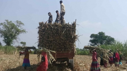 Açúcar: dois meses depois do início da colheita, começa a safra indiana de vender dificuldades para gerar facilidades