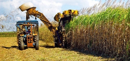 Safra de cana em Alagoas atinge 18 milhões de toneladas e apresenta aumento de 1,8%