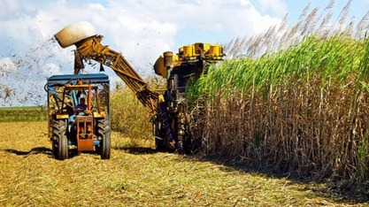 Safra de cana em Alagoas atinge 18 milhões de toneladas e apresenta aumento de 1,8%