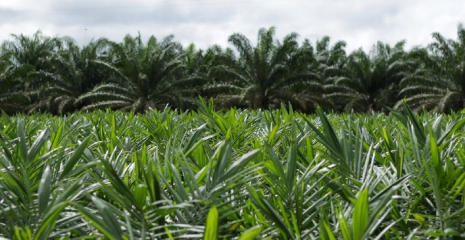 Cultivo da palma de óleo em São João da Baliza, Roraima. Imagens: Divulgação/Brasil BioFuels