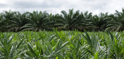 Biocombustíveis produzidos a partir do óleo de palma são opções sustentáveis para substituir o poluente diesel S500 na Amazônia