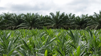 Biocombustíveis produzidos a partir do óleo de palma são opções sustentáveis para substituir o poluente diesel S500 na Amazônia