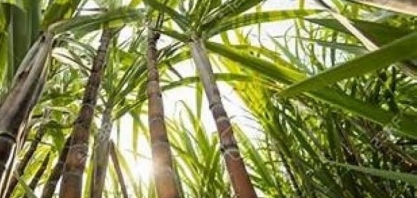 Região canavieira tem novembro com chuva acima da média