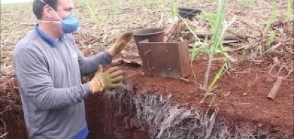 Experimento prova eficácia do uso de plantadoras automatizadas no incremento de produtividade
