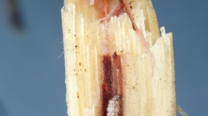 Estamos na temporada da broca-da-cana