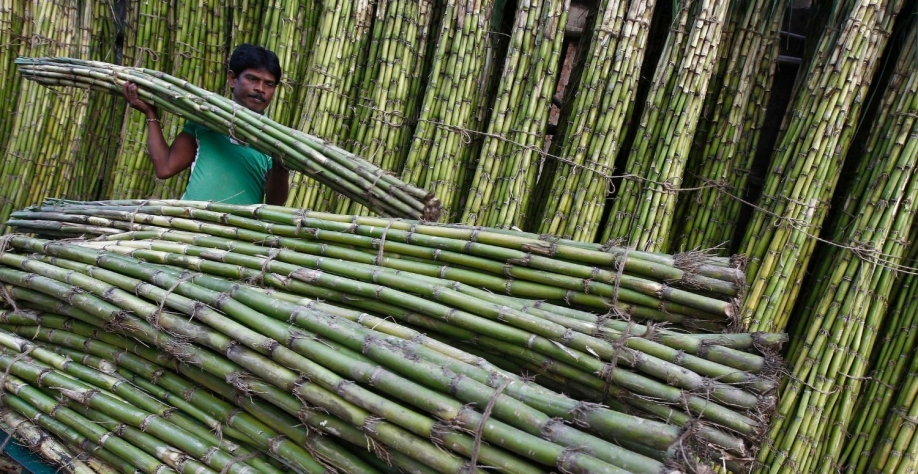 Produção de cana-de-açúcar em Kolkata, Índia. Divulgação