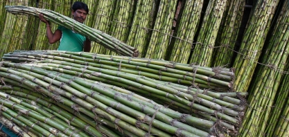Produção de açúcar da Índia atinge 8,2 milhões de toneladas na safra 2022/23
