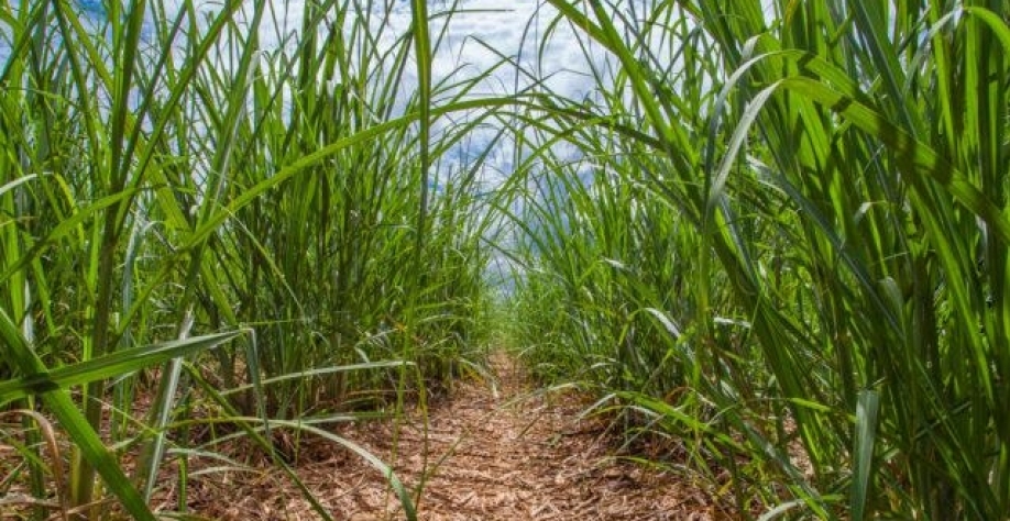 Plantação de cana-de-açúcar no Brasil. Foto: Daniel Popov/ Canal Rural