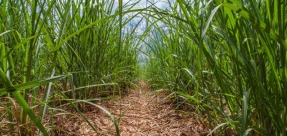 Cana-de-açúcar: ferramenta gratuita analisa melhor ponto de colheita