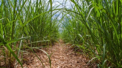 Cana-de-açúcar: ferramenta gratuita analisa melhor ponto de colheita