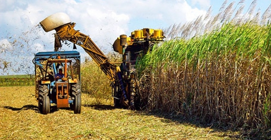 Cana-de-açúcar - Foto: Reprodução