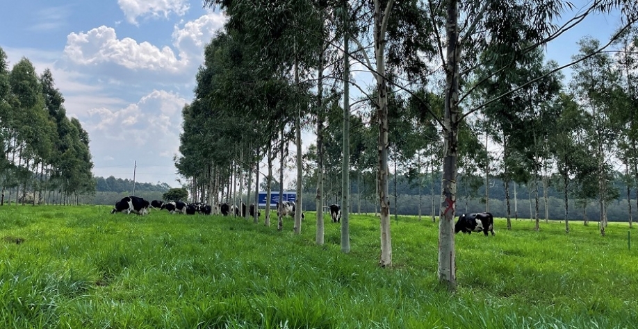 Sistema ILPF contribui para qualidade do solo. Foto: Gisele Rosso