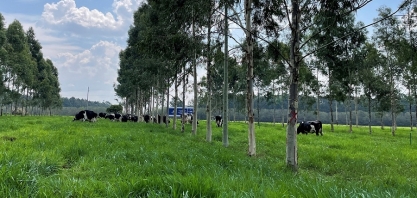 ILPF contribui para descarbonização e saúde do solo 