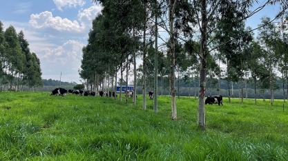 ILPF contribui para descarbonização e saúde do solo 