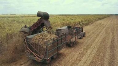Principal setor produtivo de AL, produção da cana sentiu impactos das chuvas em 2022