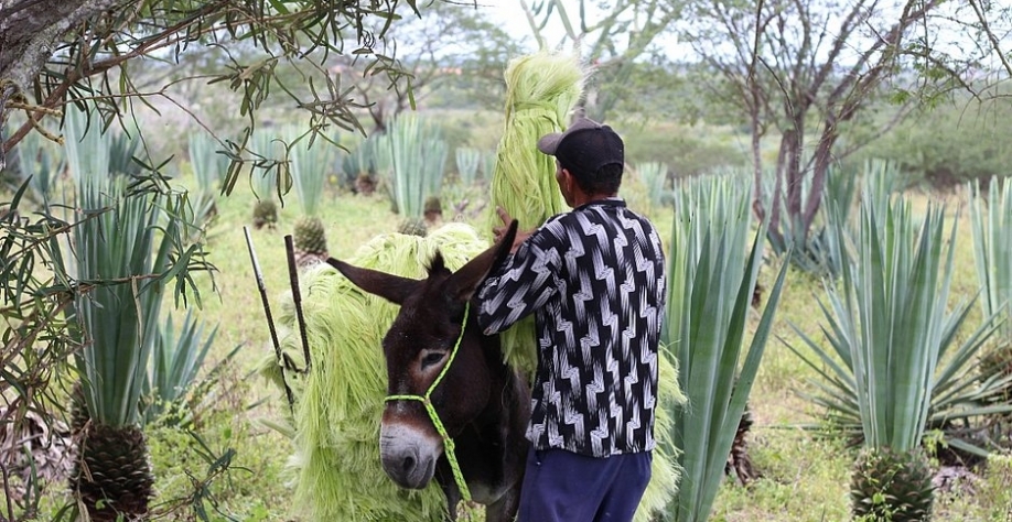 Projeto liderado pela Unicamp pretende criar conceito de biorrefinarias a partir do sisal nordestino, produzindo etanol e biogás (Foto: Fábio Raya/Divulgação)