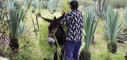 Cana do sertão: pesquisadores estudam produção de etanol e biogás a partir do sisal
