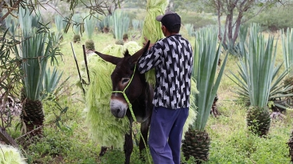 Cana do sertão: pesquisadores estudam produção de etanol e biogás a partir do sisal