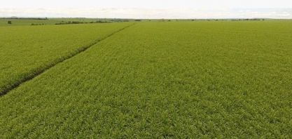 Caminhos da Maturação IHARA fará monitoramento, em tempo real, de indicadores de qualidade da cana