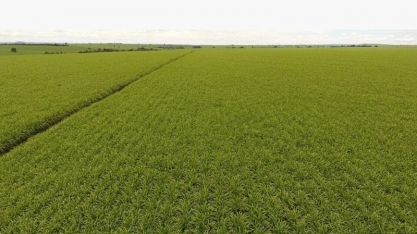 Caminhos da Maturação IHARA fará monitoramento, em tempo real, de indicadores de qualidade da cana