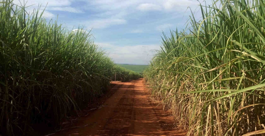 Segundo a São Martinho, foram produzidos em 2022/23 1,206 milhão de toneladas de açúcar, 902 milhões de litros de etanol (Imagem: REUTERS/Marcelo Teixeira)