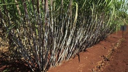 Cana: CTC lançará em 2023 três variedades adaptadas a ambientes restritivos e com maior teor de açúcar