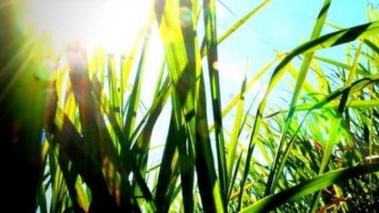 Desde que o sol não suma com as chuvas, cana avançará sobre a atual, ainda longe da safra 20/21
