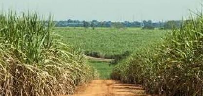 Em novembro, aumenta remuneração do açúcar no estado de São Paulo 