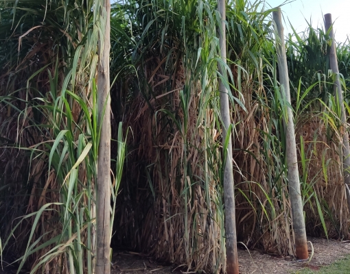  “Cana gigante” do Centro de Cana do IAC prova que o gotejamento é a tecnologia que mais permite uma aproximação do real potencial produtivo da cana-de-açúcar. Foto: Leonardo Ruiz