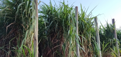Setor não pode ter memória curta e se enganar com uma ou duas safras de clima estável