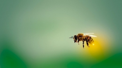 Boas práticas apícolas na relação com a agricultura são temas de treinamento gratuito 