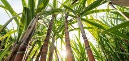 Etanol evita mais de 316 mil/ton de CO2 na Paraíba