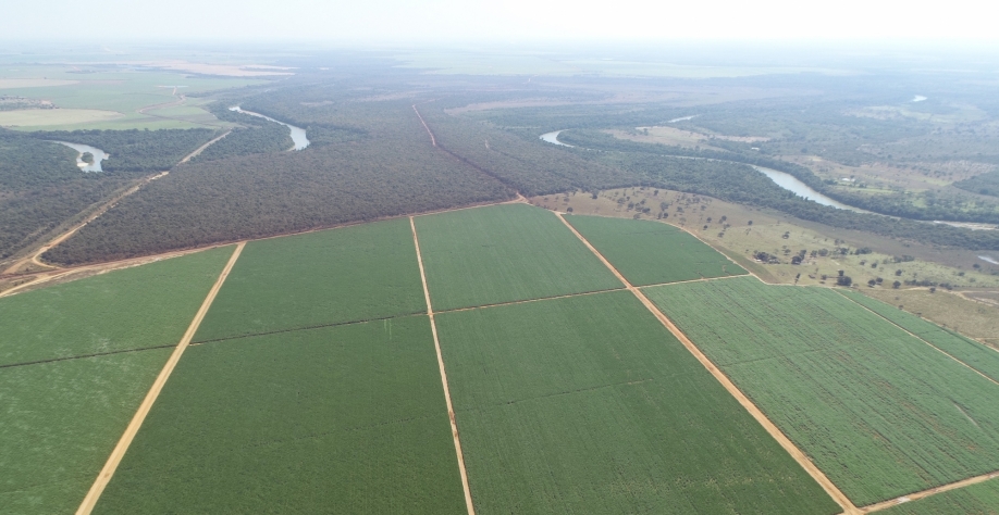  Gotejamento é a principal tecnologia para mitigação dos impactos causados pelo clima. Foto: Divulgação Bevap
