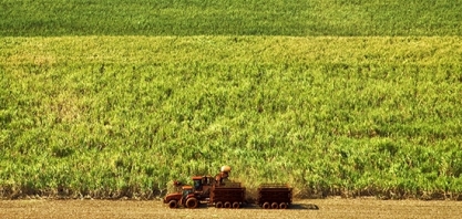 Moagem de cana registra crescimento de 3% na safra 22/23