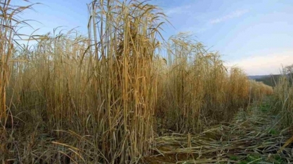 Avião movido a combustível vindo de gramas será testado em 2023