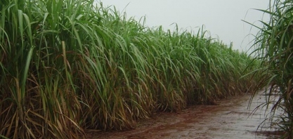 Chuvas voltam a causar prejuízos na safra 22/23