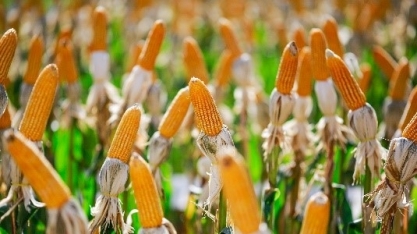 Área tratada com defensivos contra cigarrinha no milho dobra em 2022, projeta Sindiveg 