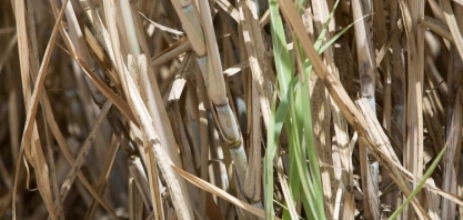 Curso do Senar/MS aborda tratos culturais no cultivo da cana-soca